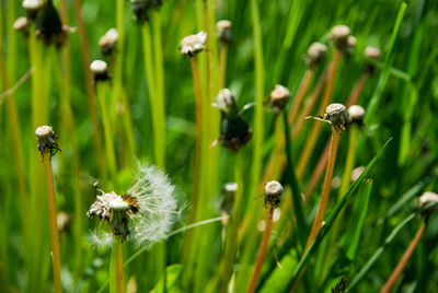 Close-up of white flowering plants on field