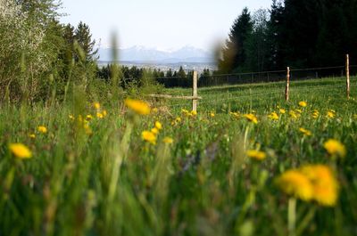 Scenic view of grassy field against sky