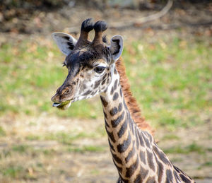 Close-up portrait of giraffe