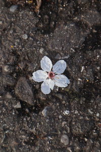 High angle view of white flowering plant