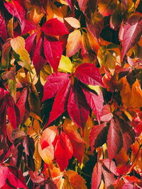 Full frame shot of orange leaves