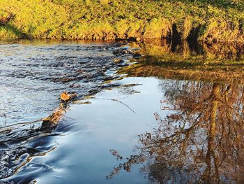Scenic view of lake in forest