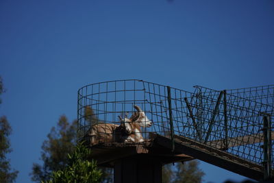 Low angle view of an animal against clear blue sky