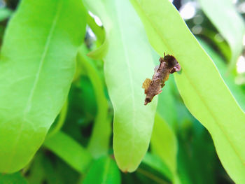 Close-up of insect on leaf