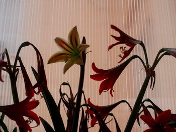 Close-up of flowering plants against wall