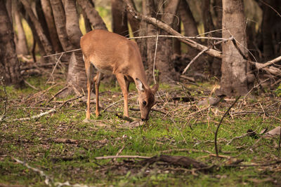 White-tailed deer odocoileus virginianus forages for clover in the wetland