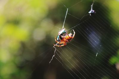 Close-up of spider on web