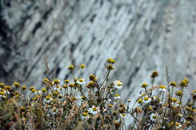 Close-up of yellow flowering plant on field