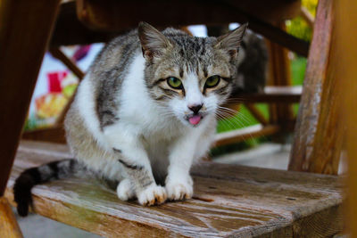 Close-up portrait of cat