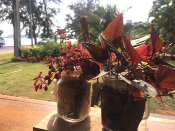 Flower plants against trees