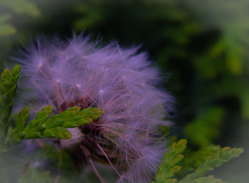 Close-up of dandelion flower