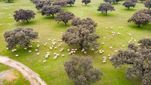 High angle view of trees on field