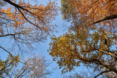 Low angle view of trees against clear blue sky