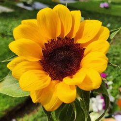 Close-up of yellow flower