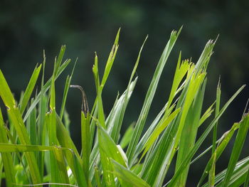 Close-up of crops growing on field