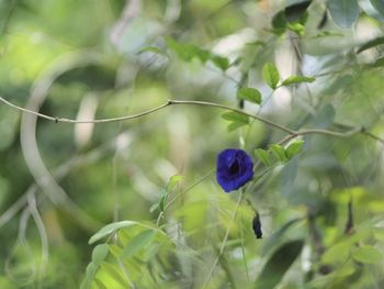 Close-up of purple flowering plant