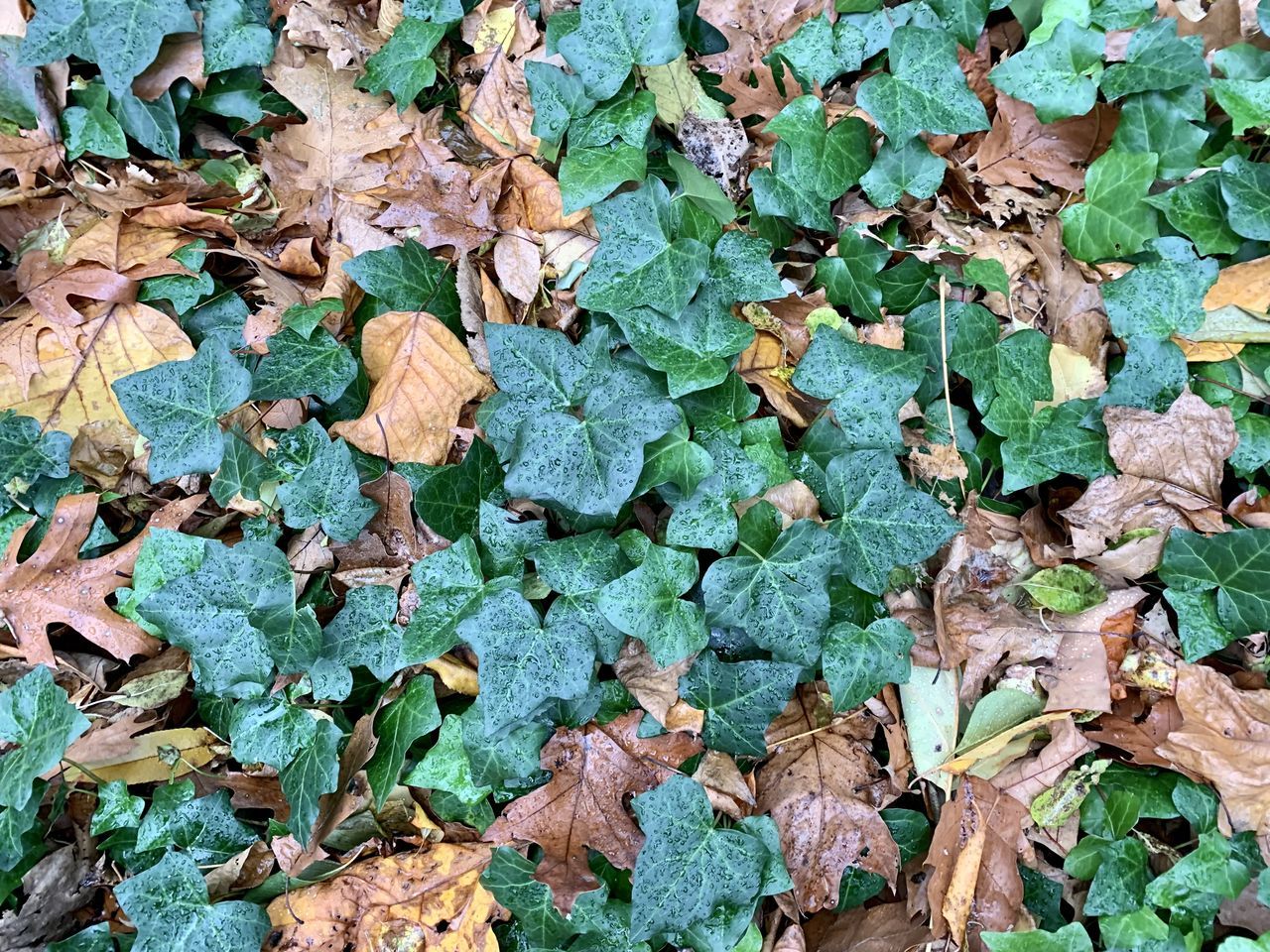 leaf, green, plant part, plant, full frame, day, nature, flower, no people, high angle view, backgrounds, leaves, land, dry, soil, field, tree, outdoors, ivy, beauty in nature, grass, autumn, growth, abundance, close-up, directly above, shrub, woodland