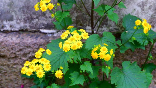 High angle view of yellow flowering plant