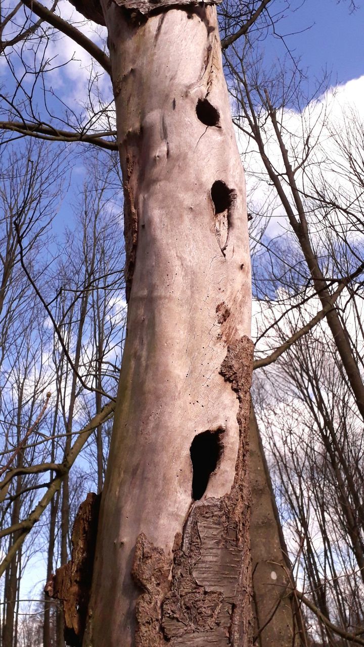 tree, plant, bare tree, low angle view, tree trunk, nature, trunk, no people, sky, branch, day, winter, outdoors, sculpture, wood, art, history, craft, spring, clear sky