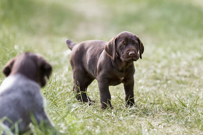 German wiredhair puppy standing in a field