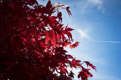 Low angle view of tree against sky
