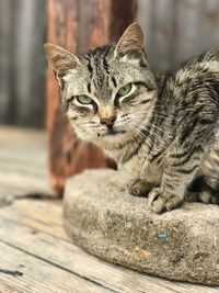 Close-up portrait of cat