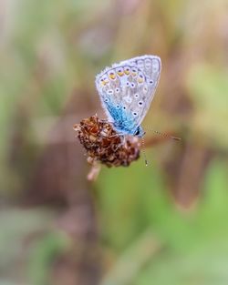 Close-up of butterfly pollinating on flower