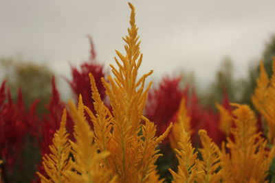 Close-up of red flowering plants on field against sky