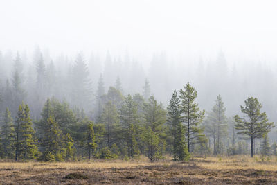 Pine trees in foggy weather