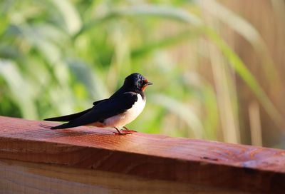 Close-up of bird perching on wood