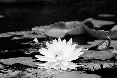 Close-up of water lily in lake