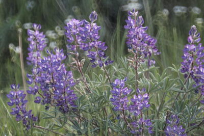 Close-up of purple flowering plants on field