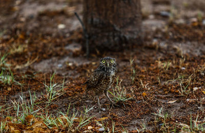 Close-up of a bird on field