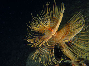 Close-up of coral swimming in sea