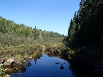 Scenic view of forest against clear blue sky