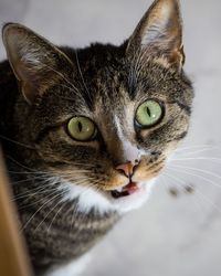 Cat with open mouth 