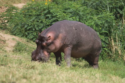 Side view of hippopotamus grazing on field