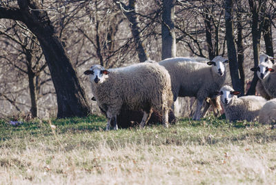 Herd of sheep looking at camera 