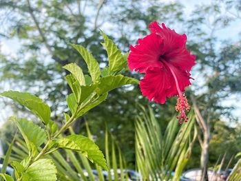 Close-up of red hibiscus flower