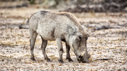 Warthog standing in a field