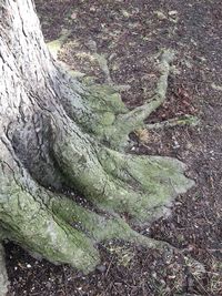 High angle view of tree trunk