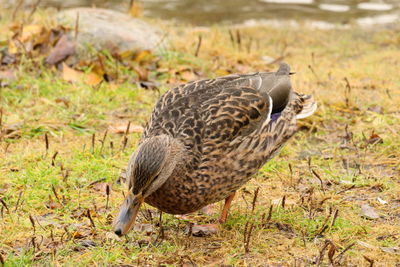 Side view of a bird on field duck