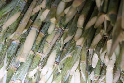 Full frame shot of bamboo