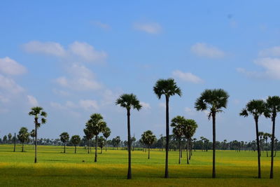 Palm trees on field against sky