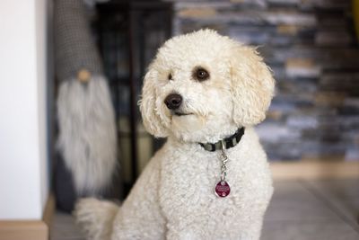 Close-up of a dog looking away