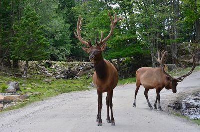 Deer standing in a forest