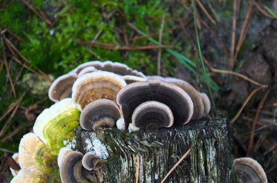 Close-up of snail on dirt road