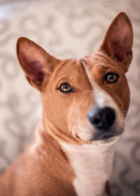 Close-up portrait of dog