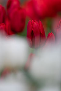 Close-up of red tulip