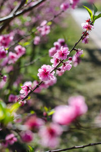 Close-up of pink cherry blossoms in spring